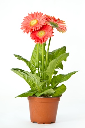 red gerbera beautiful flowers on a white backgroundの写真素材