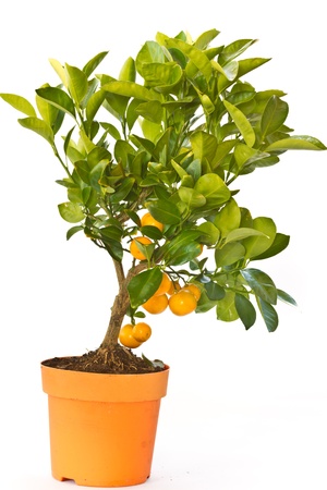 tangerine tree with fruit on a white backgroundの写真素材