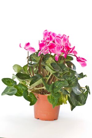 beautiful pink flowers cyclamen on a white backgroundの写真素材