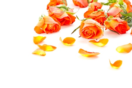 Beautiful orange roses and petals on a white backgroundの写真素材