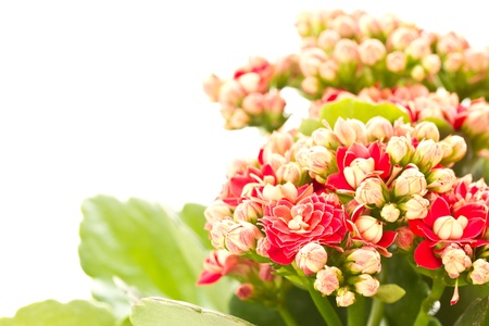 Kalanchoe bush in a plastic potの写真素材