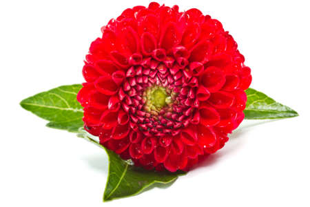 dahlia red isolated on white backgroundの写真素材