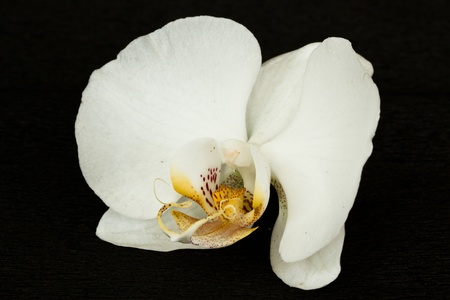 flower white orchid on a black backgroundの写真素材