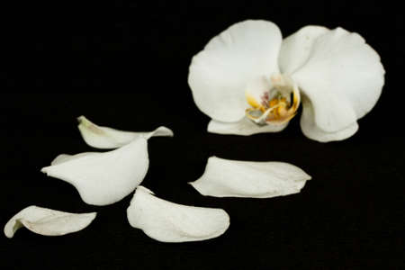 flower white orchid on a black backgroundの写真素材