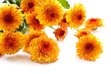 beautiful bouquet of orange on a white background Chrysanthemumの写真素材