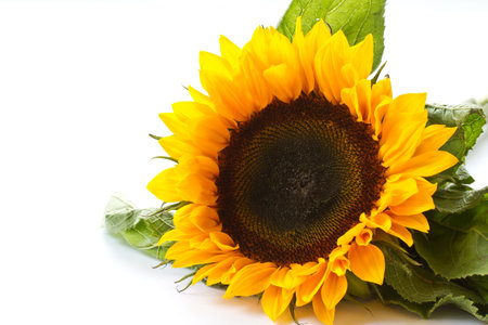 Sunflower large flower on a white background