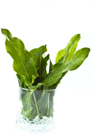 green fresh sorrel with a white backgroundの写真素材
