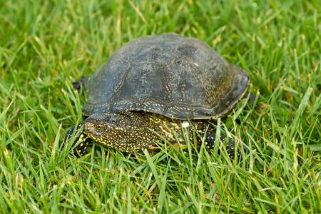 turtle slowly crawling on the grassの写真素材