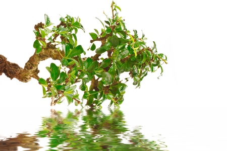 bonsai tree and its reflection in waterの写真素材