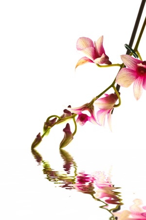blooming orchid and its reflection in waterの写真素材