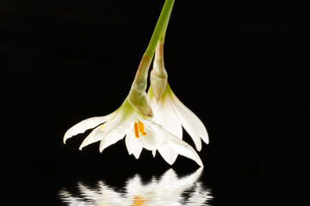 Flowers white small and their reflection in waterの写真素材