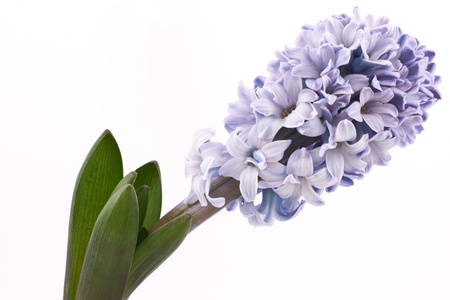 blooming hyacinth  isolated  on a white backgroundの写真素材