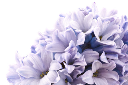 blooming hyacinth  isolated  on a white background