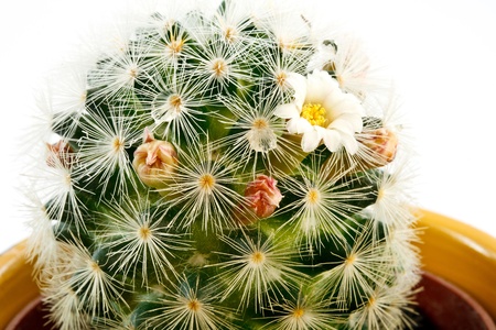 blooming cactus in a pot on a white backgroundの写真素材