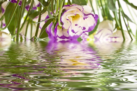 Lisianthus beautiful flowers in the reflection of waterの写真素材