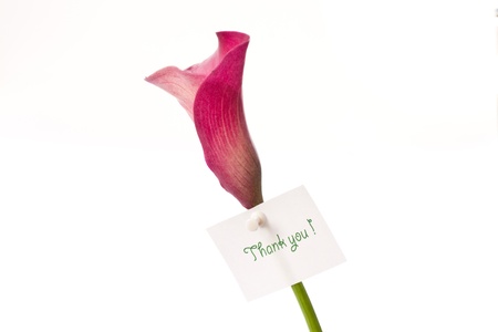 Red Calla beautiful flower on a white backgroundの写真素材