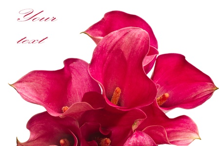 Red Calla beautiful flower on a white backgroundの写真素材