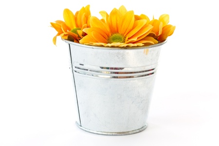 yellow flowering Chrysanthemums in a bucket on a white backgroundの写真素材