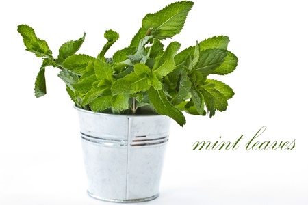green mint leaves in a bucket on a white backgroundの写真素材