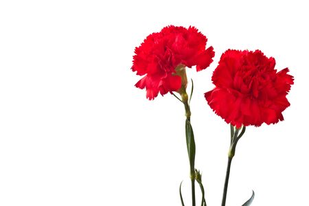 beautiful red carnation on a white backgroundの写真素材