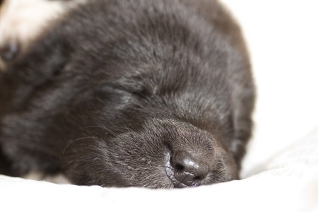 snout black puppy sleeping CAO closeupの写真素材