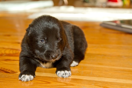 cute little puppy Central Asian Shepherd Dogの写真素材