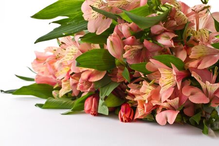 bouquet of pink alstroemeria on white backgroundの写真素材