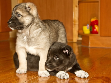 little cute puppies of central Asiatic sheep dogの写真素材