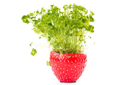 green succulent fresh parsley on a white background