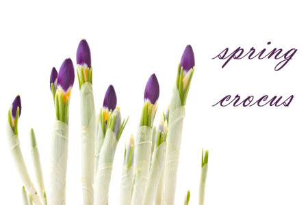 beautiful purple spring crocus on a white background