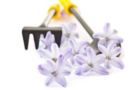 rake and shovel, with flowers on a white backgroundの写真素材