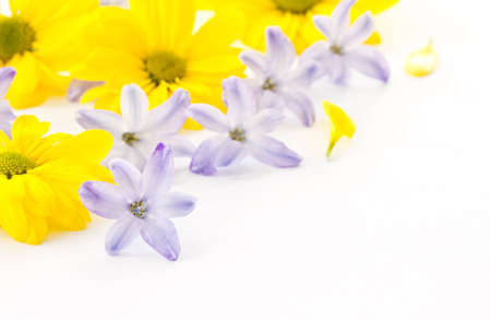 flowers yellow chrysanthemums and blue hyacinth on white backgroundの写真素材