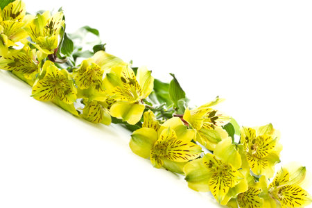a blooming bouquet of alstroemeria on white backgroundの写真素材