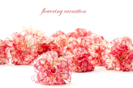 Beautiful blooming pink carnations on a white backgroundの写真素材