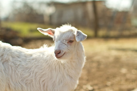 Portrait of a cute kid in rural areasの写真素材