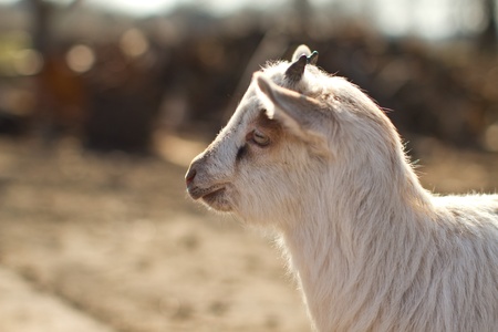 Portrait of a cute kid in rural areasの写真素材