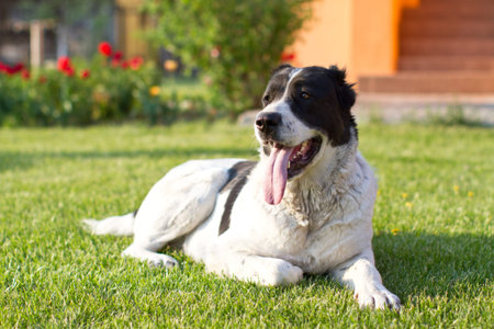 Central Asian Shepherd Dog is on the lawn
