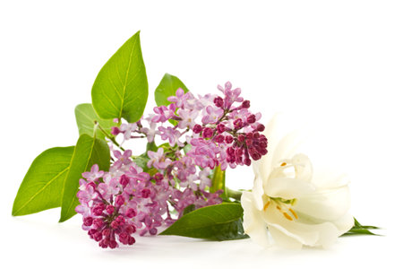 beautiful flowers blooming lilac on a white backgroundの写真素材