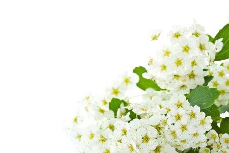 lot of white flowers on a white backgroundの写真素材