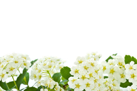 lot of white flowers on a white backgroundの写真素材
