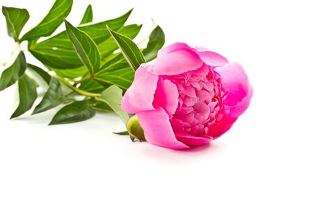 Bright pink flower blooming peony on white backgroundの写真素材