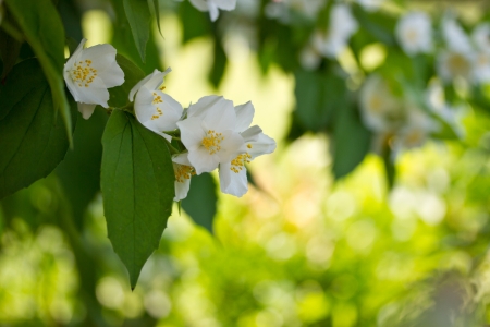 fragrant jasmine blossoms in the garden in summerの写真素材