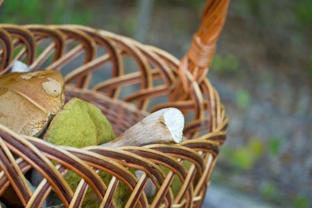 Edible wild mushrooms in a wicker basketの写真素材