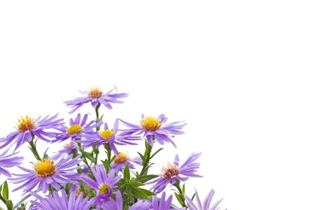 beautiful blue autumn chrysanthemum on white backgroundの写真素材