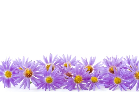 beautiful blue autumn chrysanthemum on white backgroundの写真素材