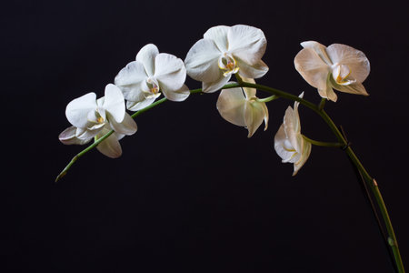branch beautiful orchids on a black backgroundの写真素材