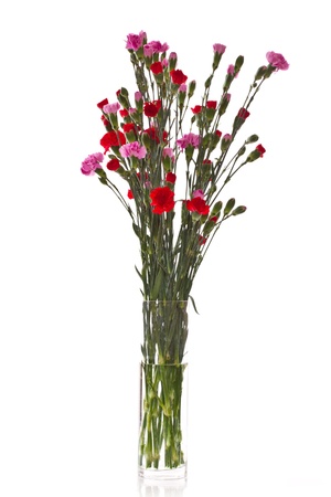 Beautiful carnations in different colors on a white backgroundの写真素材