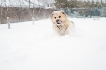 great guard dog walks in the snow in winter