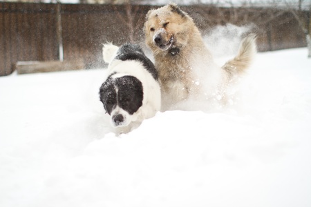 two large guard dogs playing in the snow in winterの写真素材