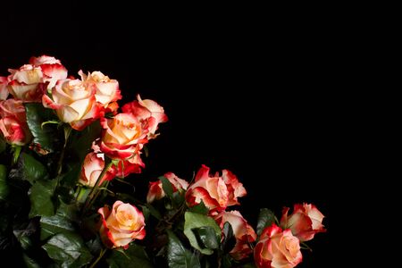 beautiful blooming roses on a black backgroundの写真素材